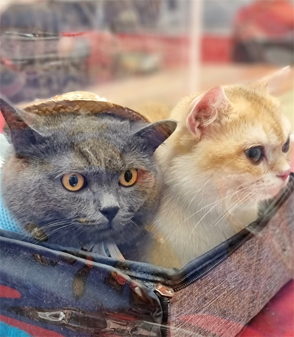 龙8头号玩家(国际集团)官方网站