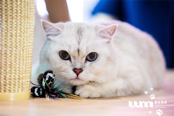 龙8头号玩家(国际集团)官方网站