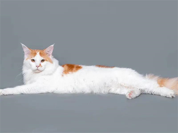 龙8头号玩家(国际集团)官方网站