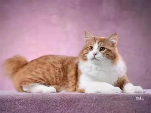 龙8头号玩家(国际集团)官方网站