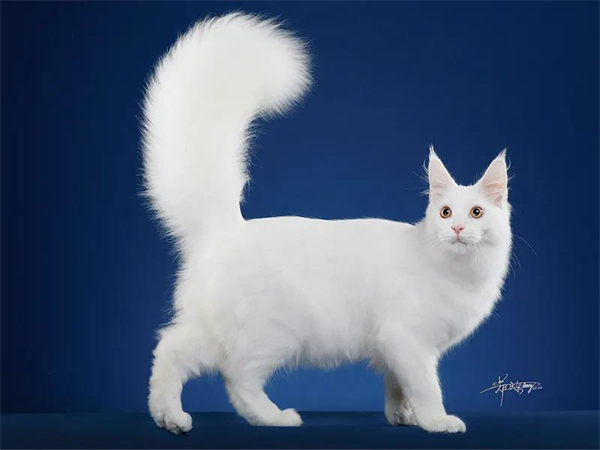 龙8头号玩家(国际集团)官方网站